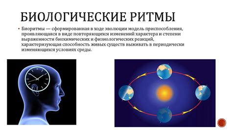 Влияние на биологический ритм