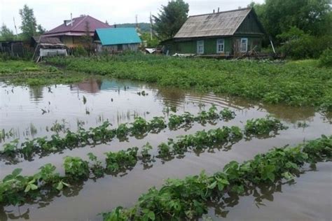 Влияние погодных условий на сроки посадки моркови