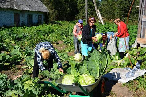 Влияние погоды на сбор урожая