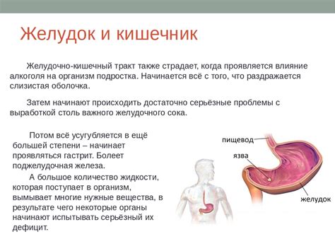 Влияние приема Необутина на пищеварительную систему