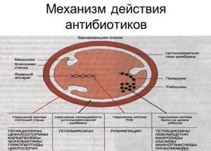 Влияние ремантадина на действие антибиотиков