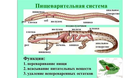 Влияние сочетания смесей на пищеварение животных