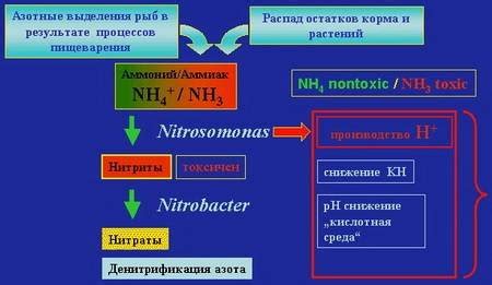 Влияние температуры и объема аквариума на кислородный баланс