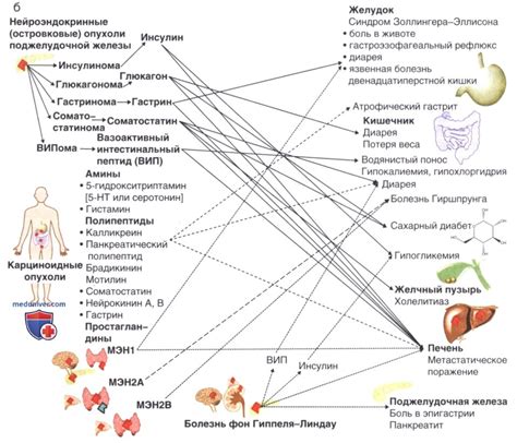 Влияние употребления тыквы на желудочно-кишечный тракт