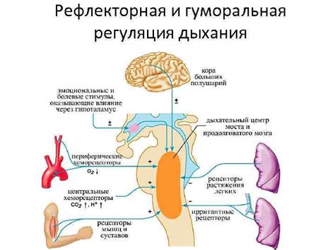 Влияние физической нагрузки на открытие рта