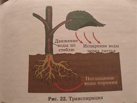 Внешние факторы, влияющие на распускание цветка