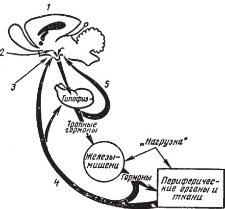 Внутренняя секреция и физиологические процессы