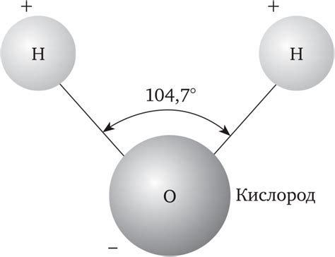 Вода и ее роль в организме кошки