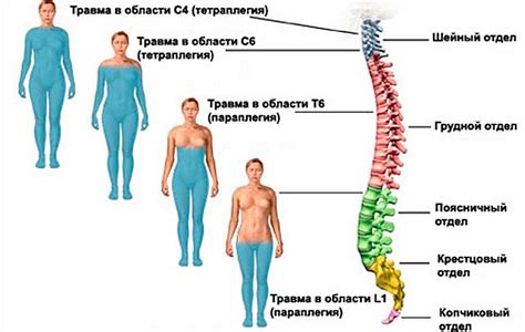 Воздействие на верхнюю часть позвоночника