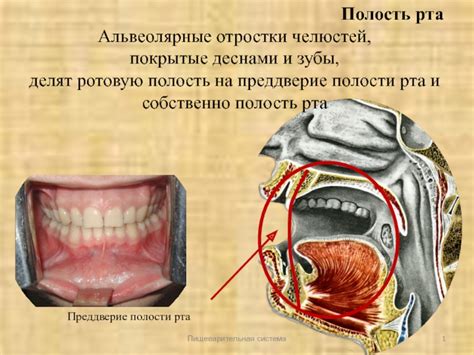 Воздействие на зубы и полость рта