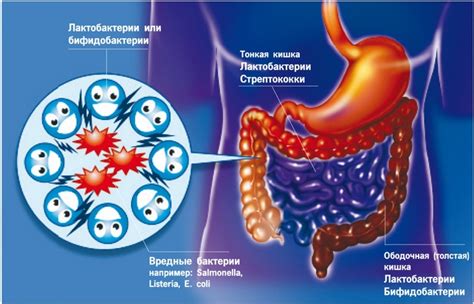 Воздействие на микрофлору кишечника