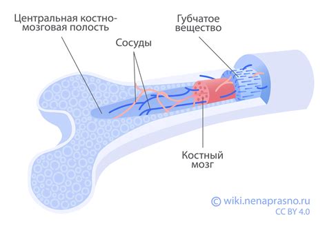 Возможности использования костного мозга при отказе головного мозга