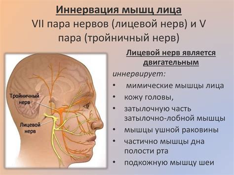 Возможность греть нерв тройничный лицевой