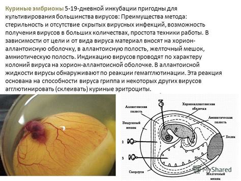 Возможность образования инфекций