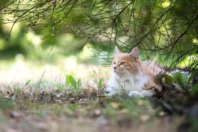 Возраст, когда котята начинают метать домашнюю территорию