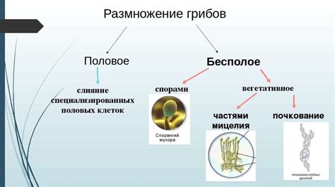 Возраст для начала размножения