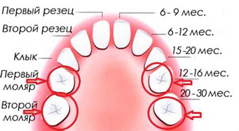 Возраст появления первых моляров у детей - примерно 6-7 лет