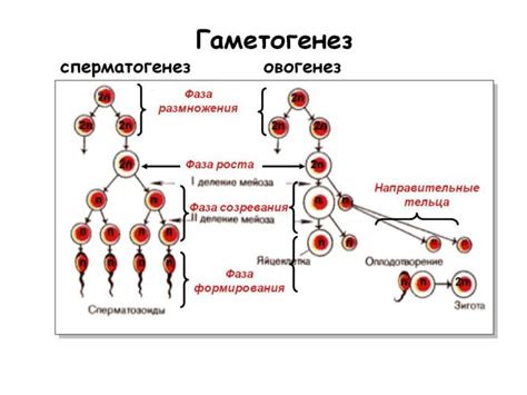 Возраст размножения у самцов