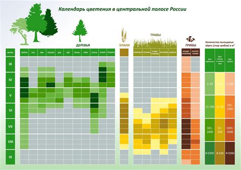 Время и период цветения топинамбура