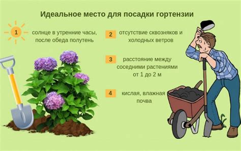 Выбор места для пересадки лапчатки осенью