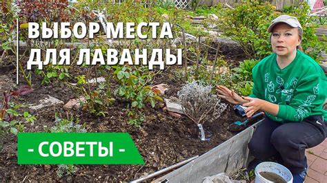 Выбор места для саженца