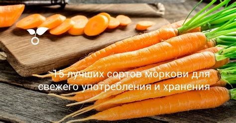 Выбор моркови для блендера