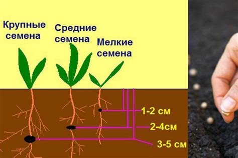 Выбор правильного времени для посева семян