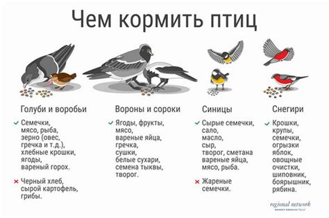 Выгоды и риски кормления птиц пшеничной крупой