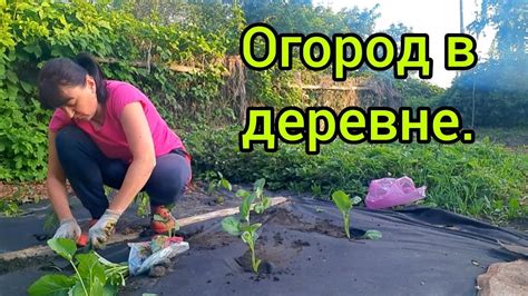 Выращивание и уход за зеленой картошкой