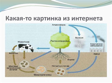 Высокий уровень азота в бархатцах