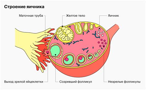 Выход яйцеклетки из яичника