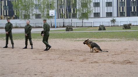 Выясните, кому принадлежит собака