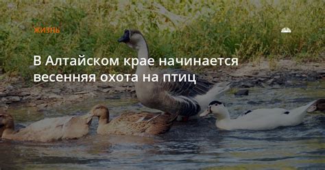 Где и когда начинается весенняя охота в Алтайском крае