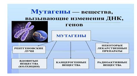 Генетика: влияние наследственности