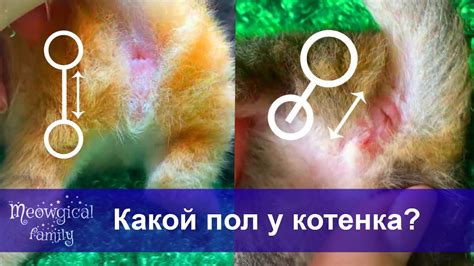 Генетические методы определения пола котенка