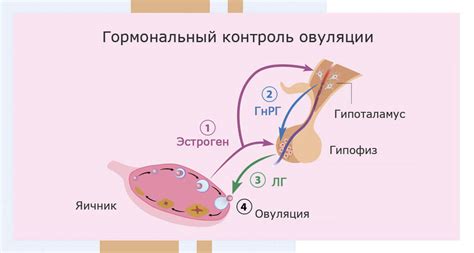 Гормональные изменения в организме кормящей мамы и их влияние на настроение