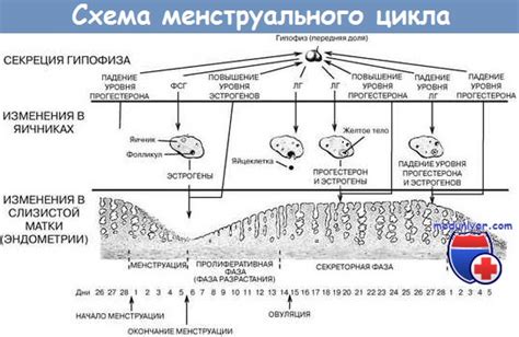 Гормональный обмен управляет менструальным циклом