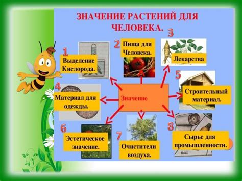 Декоративность и эстетическое значение