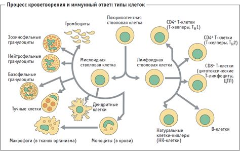 Дефицит креветок и связь с нарушением иммунной системы