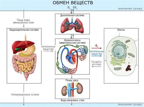 Деятельность мозга и энергетический обмен