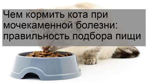 Диета для кота при рвоте: рекомендации ветеринара