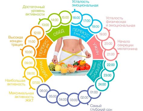 Диета и режим питания для восстановления здоровья шпица после поноса