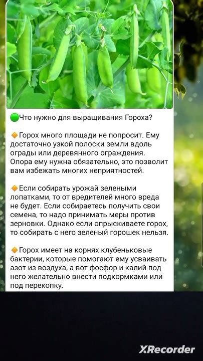 Дополнительные советы по замачиванию гороха