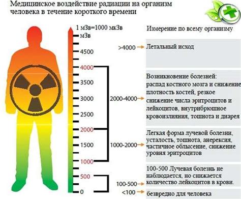 Допустимая норма глотания сотовых от меда и меры предосторожности