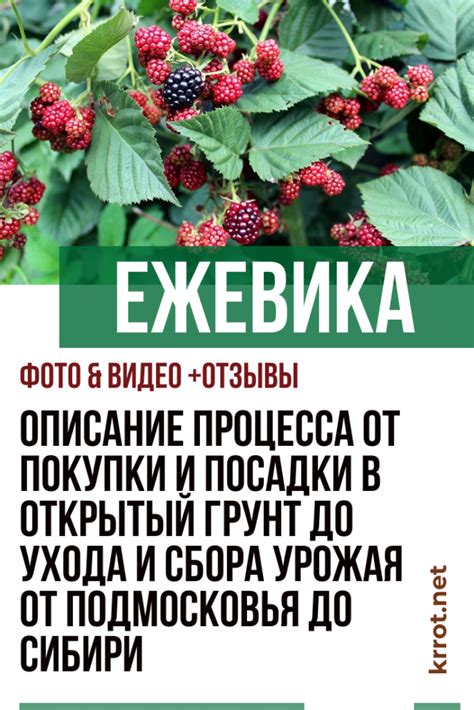 Ежевика в подмосковье: наилучшее время для посадки в открытый грунт