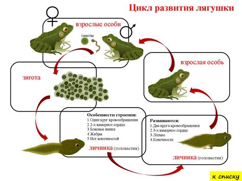 Жизненный цикл животных