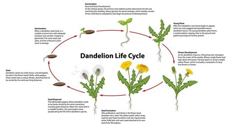 Жизненный цикл одуванчика: от желтого до белого цвета