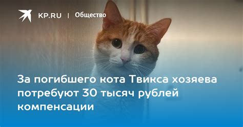 Забота о памяти погибшего кота