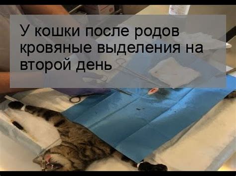 Задержка выхода последа после родов у кошки