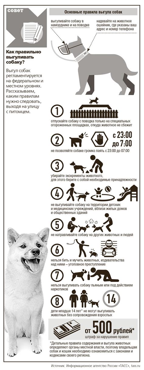 Законы и правила по содержанию собак в России